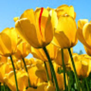 Meet your Posher, April